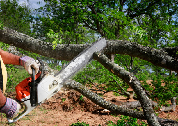 Lawn Renovation and Restoration in Humble, TX