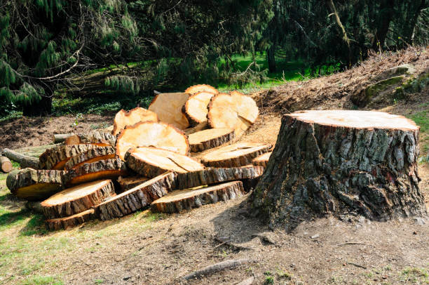 How Our Tree Care Process Works  in  Humble, TX